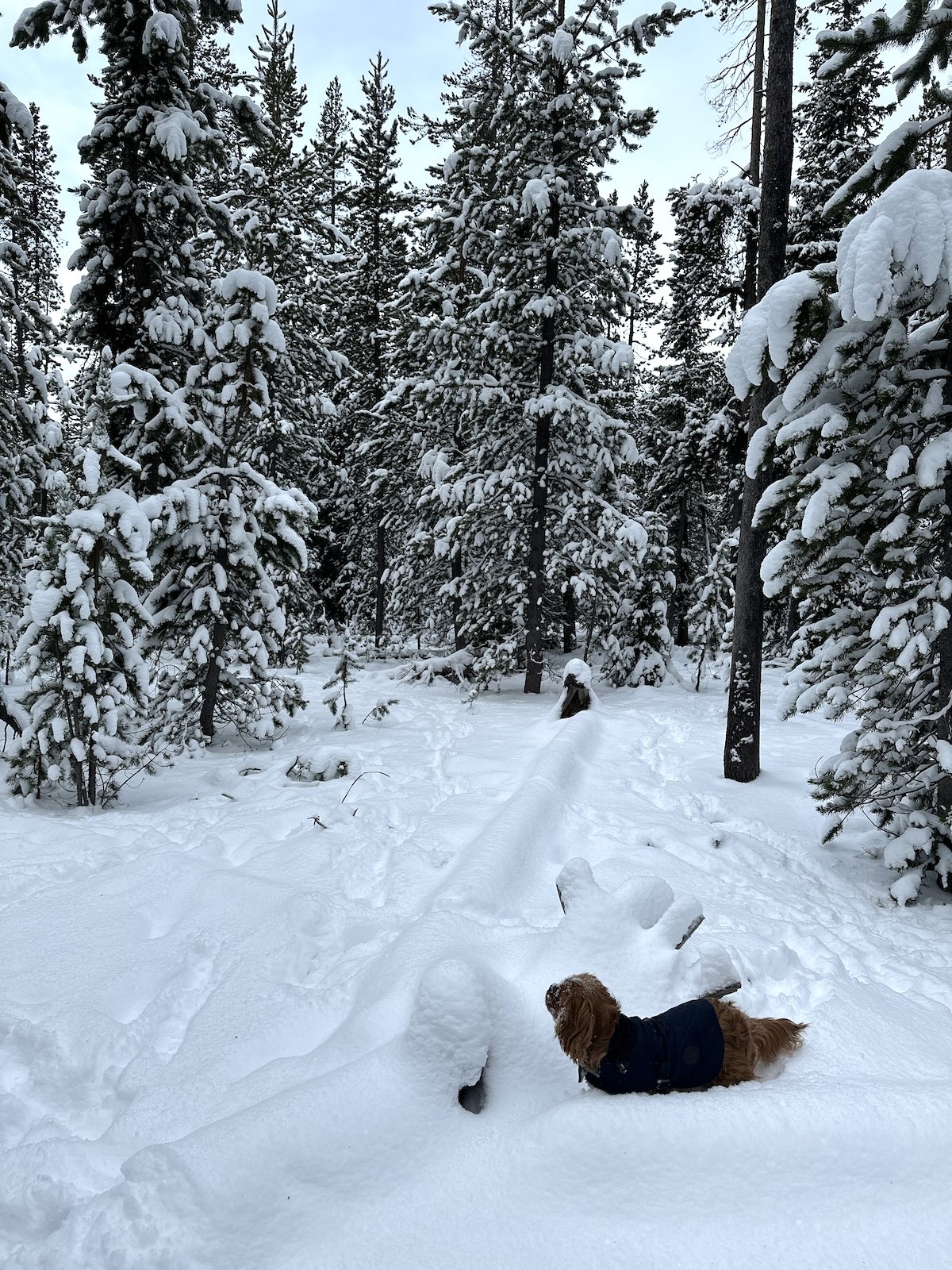 Snownelletreesbluesky